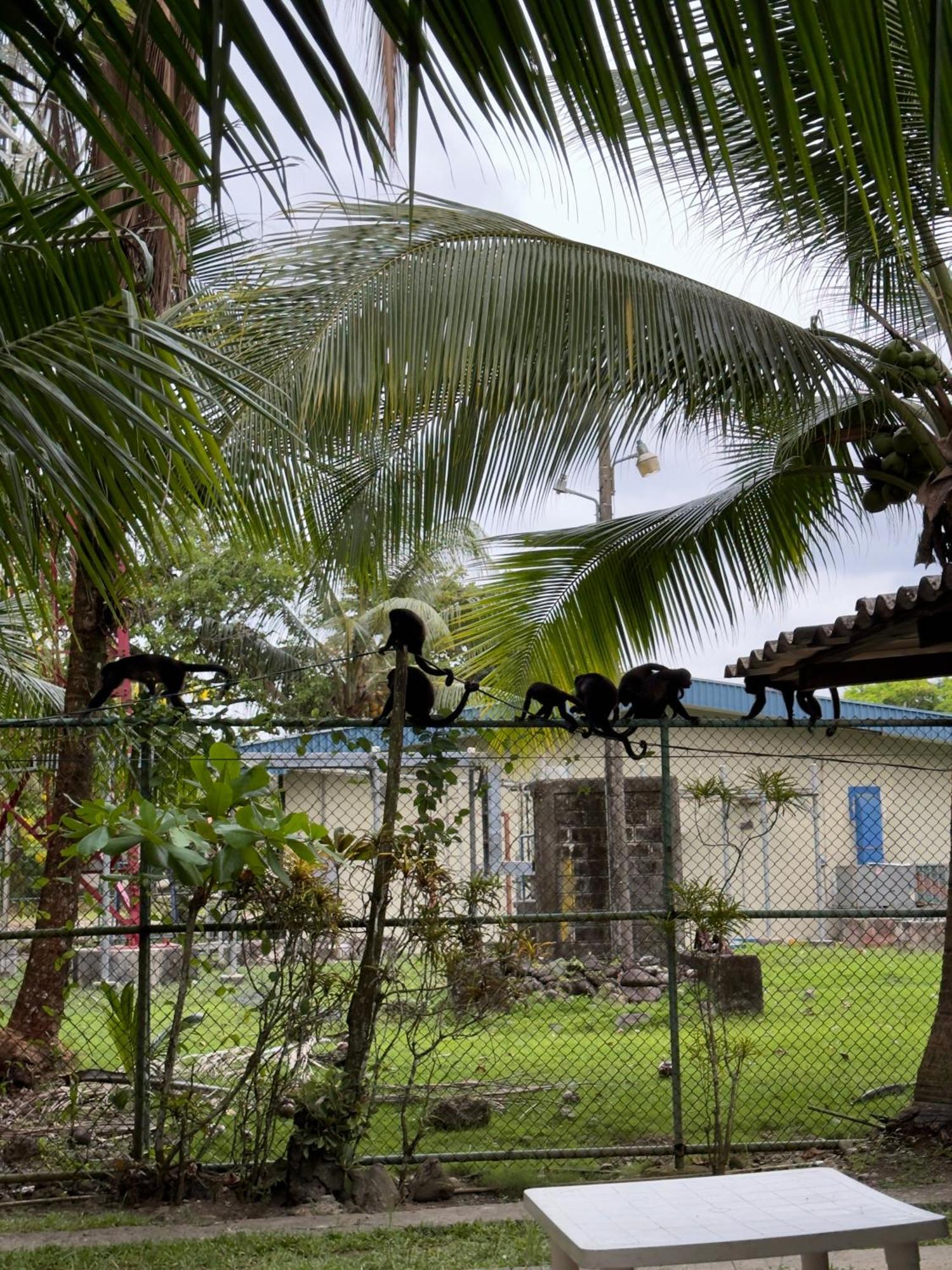 Auberge de jeunesse Casa Mamre à Cahuita Extérieur photo